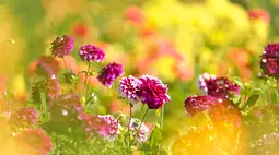 8k flowers wallpaper